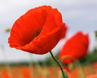 poppy field